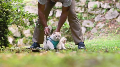 The owner adjusts the harness on his cat for a walk Stock Footage 249937332