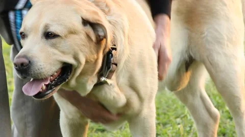 Owner affectionately ruffled the dog Video stock 50747816