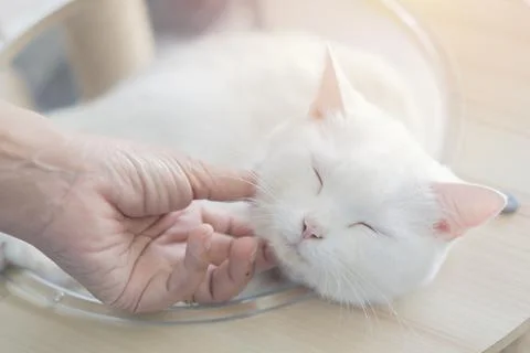 A owner affectionately stroking a cute white cat. Love for animals. Stock Photos
