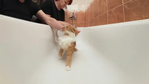 Owner bathing ginger and white longhair cat in empty bathtub at home bathroom Stock Footage 329231593