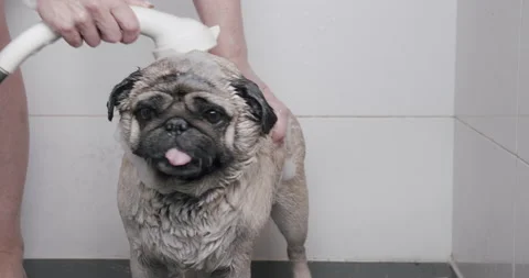 Owner is bathing his pug dog with dog Stock Video Pond5