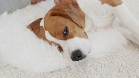 The owner of the beagle dog lying on the back and stroking her pet. Enjoying the Stock Footage 168736864