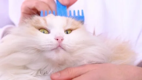 Owner brushing long-haired Scottish Fold cat with a grooming brush, cat enj.. Stock Footage 330312887