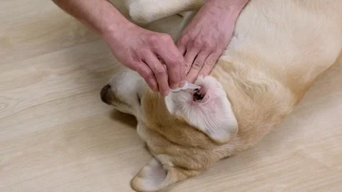 The owner buries drops in the ears of the labrador retriever dog. Dog treatment Stock Footage 243708548