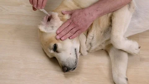 The owner buries drops in the ears of old labrador retriever dog Stock Footage 243708573