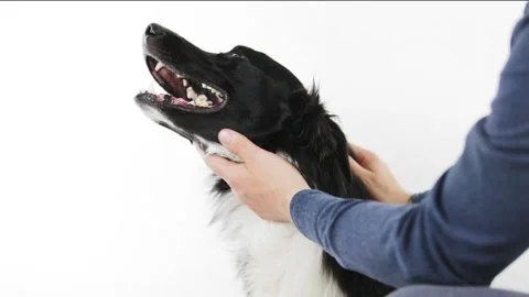 Owner is caressing with affection his lovely border collie dog while having fun  Stock Footage 169762657