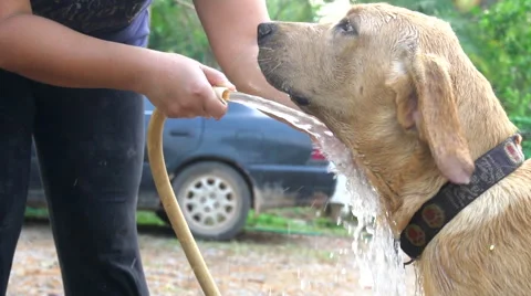 Owner Cleaning Dog Outside Stock Footage 62586652