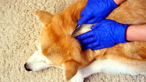 The owner combs and separates the dog’s wool into a parting. Stock Footage 210779702