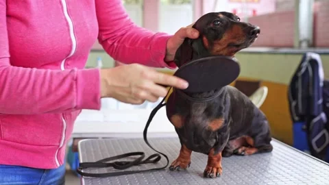 Owner combs dachshund with comb on table, grooming pet, preparing for dog show Stock Footage 278201539