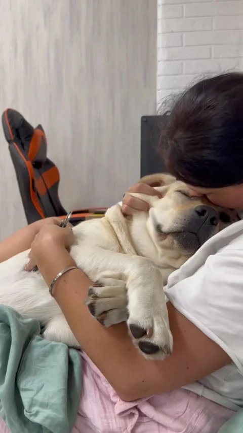 Owner Comforts Dog Through Nail Trim, Ukraine - 23 Jul 2025 Stock Footage 313755266
