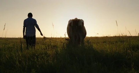 The owner of the cow keeps his cattle on a leash. Standing at sunset in the Stock Footage 156183579
