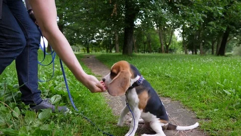 Owner do exercises with relaxed young beagle, order touch command, dog give paw Video stock 81640831