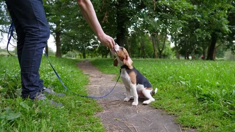Owner do training with young beagle, order to sit down. Cute doggy follow orders Stockbeeldmateriaal 81640866