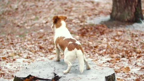 Owner with a dog for a walk Video stock 147981147