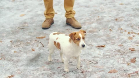 Owner with a dog for a walk Stock Footage 148315093