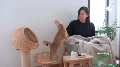 Owner during read book and take coffee break and play with cat in livingroom Stock Footage 270131658