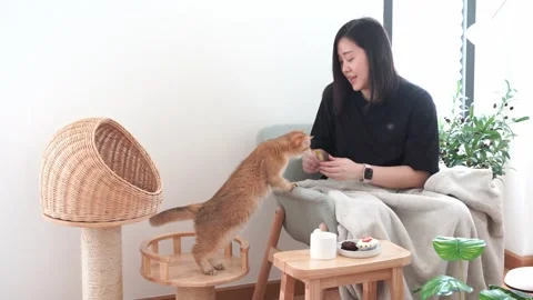 Owner during read book and take coffee break and play with cat in livingroom Stock Footage 271029191