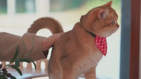 Owner during touching for brush and treatment hair to british cat in cat house Stock Footage 266387597