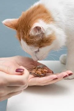 The owner feeds the cat with a spoon. Stock Photos