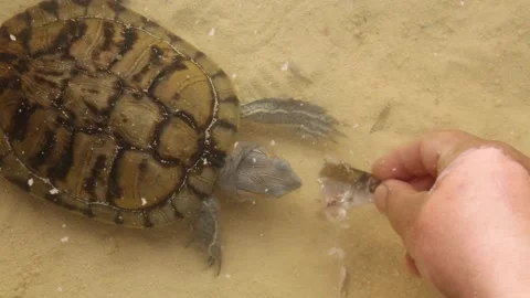 The owner feeds the freshwater turtle with fish. Trachemys Video stock 246557161