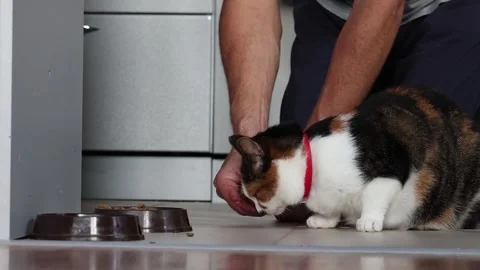 Owner feeds by hand and strokes tricolor cat in kitchen of country house. Stock Footage 318622344