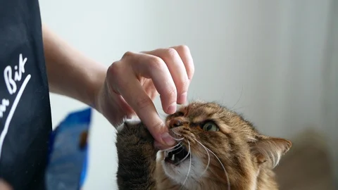 The owner feeds from the hands of a cute cat. cat eats with hands Stock Footage 128632967
