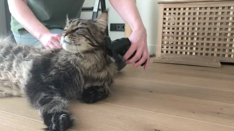 Owner gently brushes head of maine coon cat while it rests on floor. Large .. Stock Footage 332572115