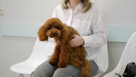 Owner gently pets their small brown Toy Poodle warmth care deep bond and Stock Footage 280488934