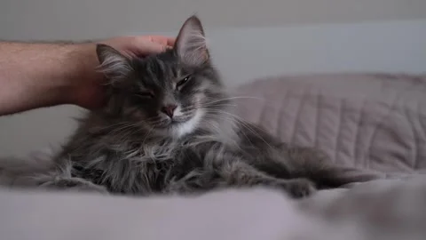 The owner gently strokes his cute gray cat on the bed in the bedroom Stock Footage 263449753