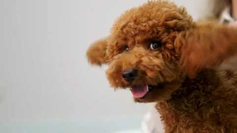 Owner gently strokes small brown Maltipoo calm connection pet owner joy comfort Video stock 280490433