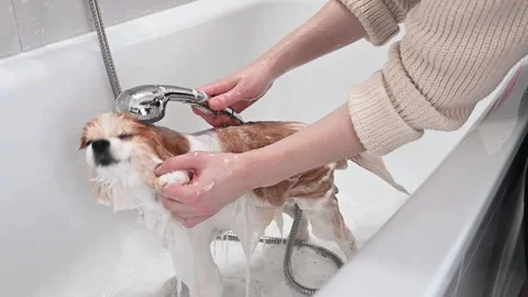 Owner gently washes fluffy fur of white-red Pomeranian in bathtub, ensuring fur Stock Footage 305650868
