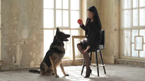 Owner gives the dog a command to sit. German Shepherd performs commands. Stand Video stock 139040980