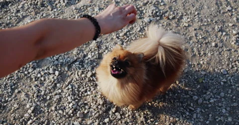 Owner hand holding feed for training red haired spitz on walking. Feeding red Stock Footage 166135540