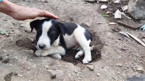 Owner hand stroking dog. View of hands and a dog. Stock Footage 253561472
