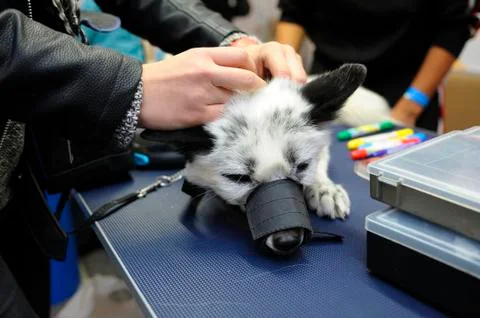 Owner hands puts muzzle on a fox before grooming Stock Photos