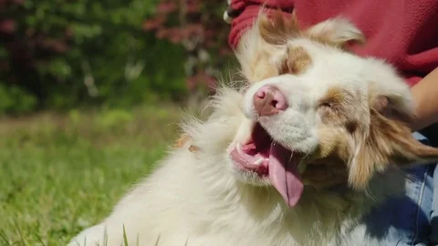 The owner is having fun playing with his dog. Tortles her for muzzles. Cool Stock Footage 82311804