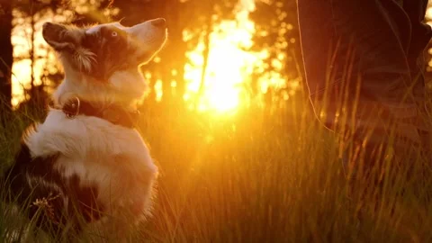 Owner with his dog Stock Footage 277352184