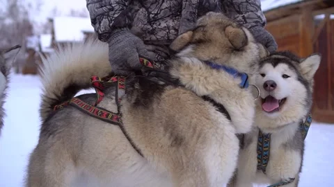 Owner holding back two fluffy sled dogs: Malamute and Husky eager to pull sled   Stock Footage 317963273