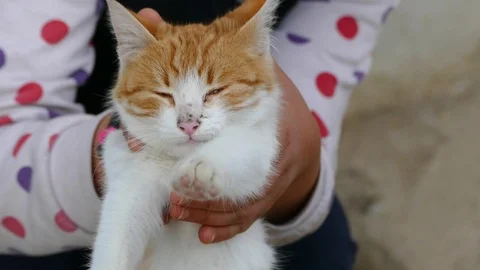 Owner is holding a cat with his hands Stock Footage 101094975