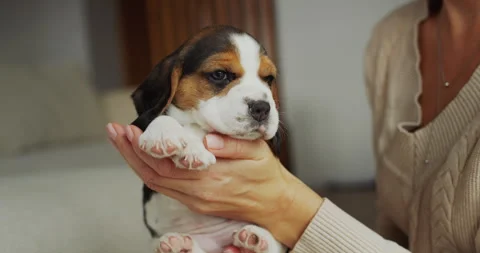 The owner is holding a cute beagle Stock Video Pond5