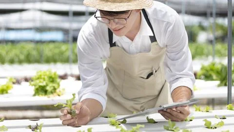 Owner of the hydroponics vegetable garden is checking the quality of the vege Stock Photos
