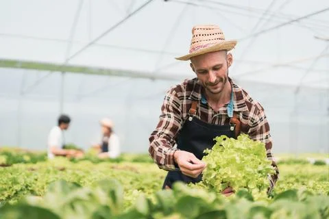 Owner of the hydroponics vegetable garden is checking the quality of the Stock Photos