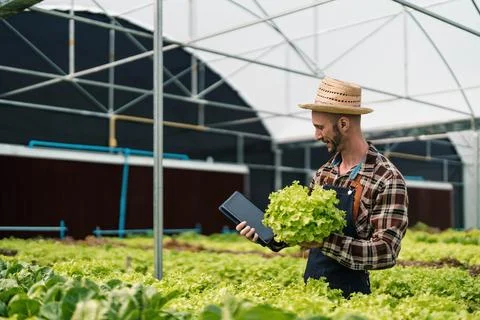 Owner of the hydroponics vegetable garden is checking the quality of the Stock Photos
