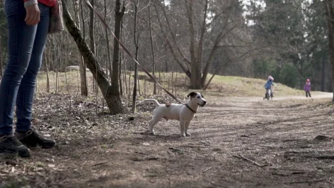 Owner Keeps on The Leash Puppy Jack Russell Terrier Stock Footage 128581910