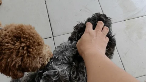 Owner man hand stroking cute and adorable dog Vidéo 121645130