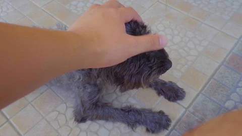 Owner man hand stroking cute and adorable dog Video stock 128208355