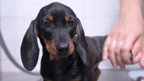 Owner or handler neatly washes paw of cute wet dachshund puppy with warm water Stock Footage 140316970