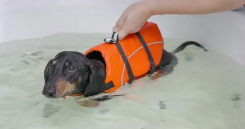 dog life jacket dachshund