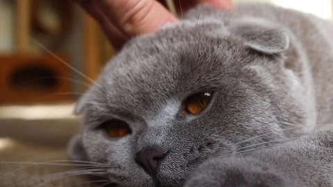 The owner pats the cat on the head Video stock 125667891