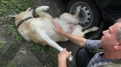 The owner petting dog Stock Footage